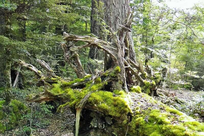 Der Fangorn Wald von Herr der Ringe als Drehort