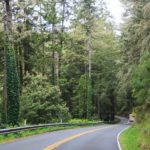 wilde Natur am Coast Highway in Kalifornien nördlich von SF