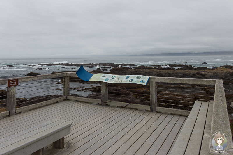 Seal Watching Station im MacKerricher State Park
