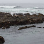 Seals im MacKerricher State Park