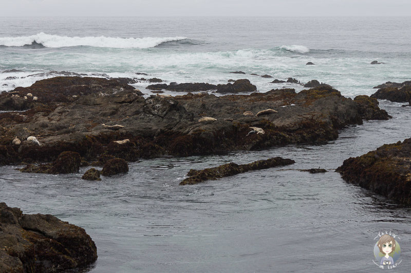 Seals im MacKerricher State Park