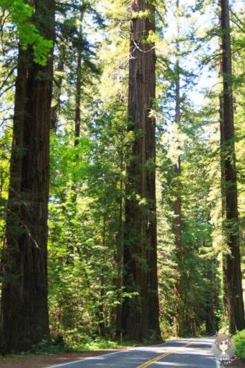 Riesige Redwoods im Humboldt Redwood State Park