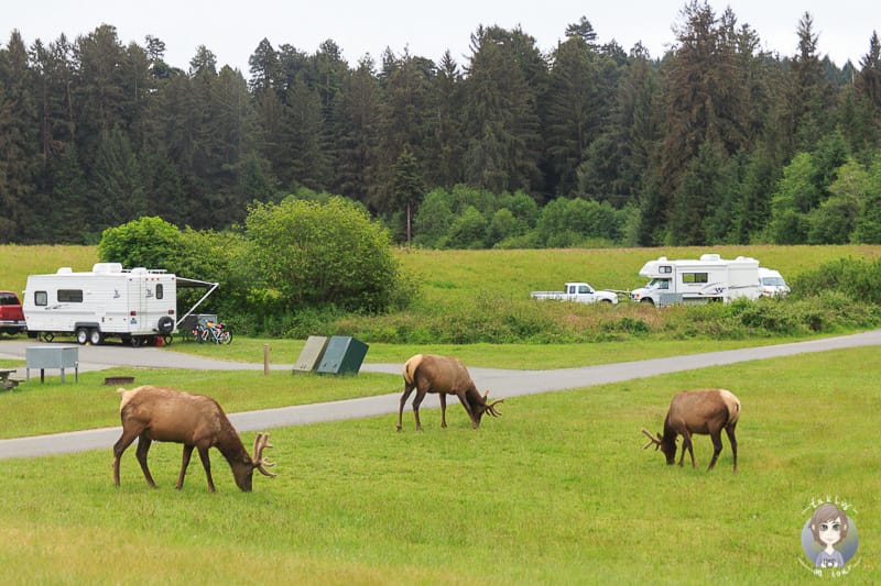 Hirsche auf dem Elk Prairie Campground