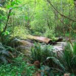 Blick auf den Prairie Creek