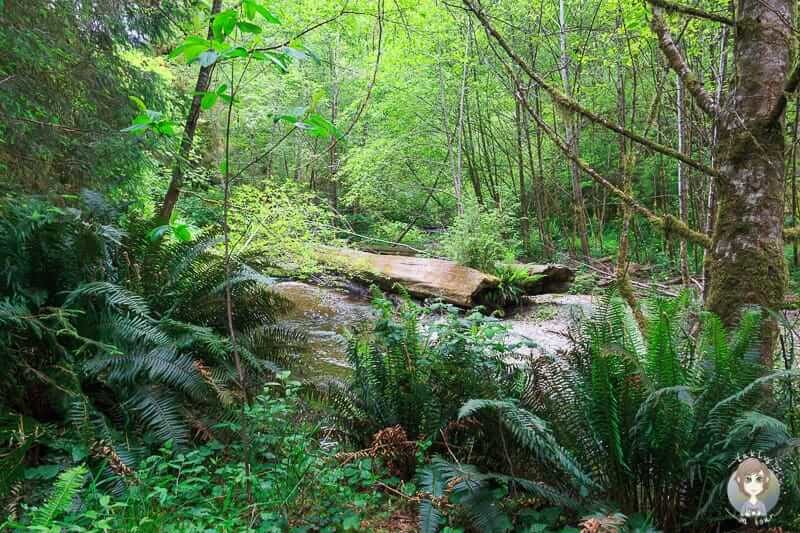Blick auf den Prairie Creek