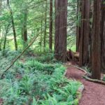 Der Redwood Access Trail in Kalifornien