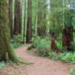 Schöner Trail im Prairie Creek Redwoods State Park