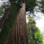 Redwood im Prairie Creek Redwoods State Park