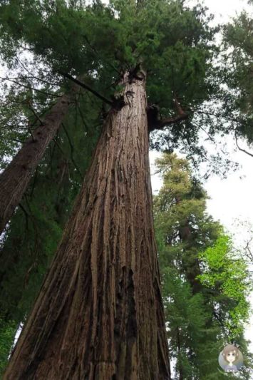 Redwood im Prairie Creek Redwoods State Park