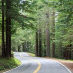 Fahrt durch Redwood Wälder