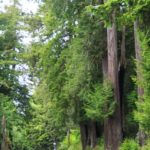 Die ersten Redwoods des Tages