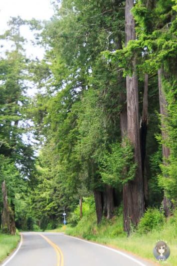 Die ersten Redwoods des Tages