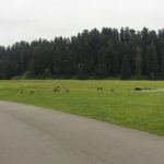 Wapitis auf dem Elk Prairie Campground