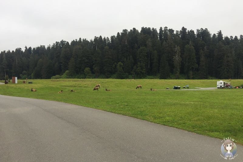 Wapitis auf dem Elk Prairie Campground