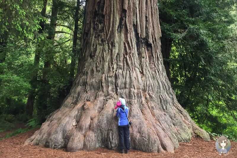 USA Westküste Besuch der Redwoods