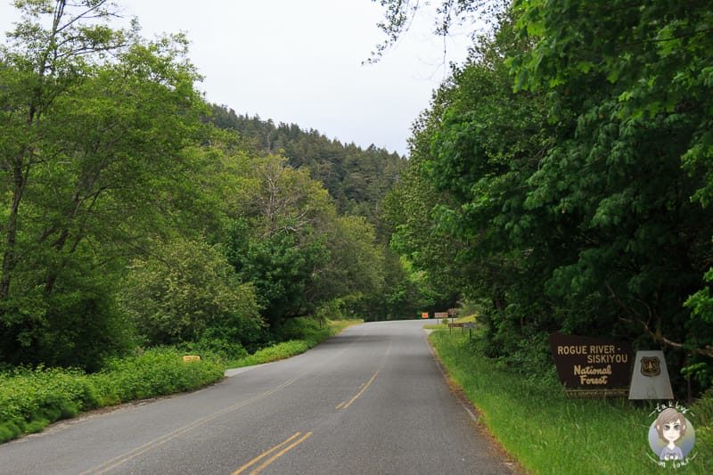 Fahrt durch den National Forest