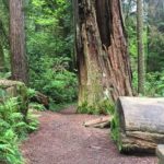 Circle Trail im Prairie Creek Redwoods State Park