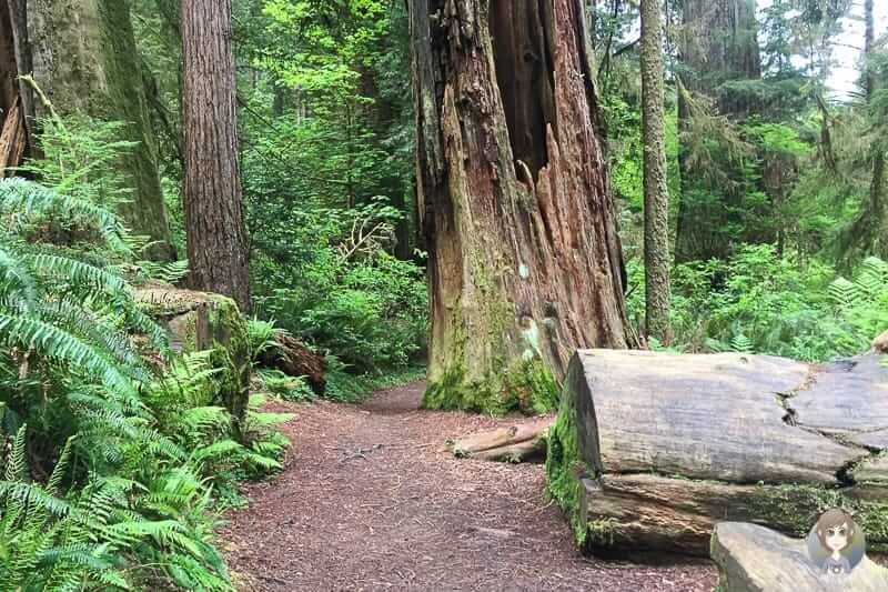 Circle Trail im Prairie Creek Redwoods State Park
