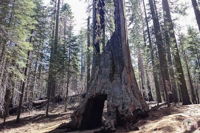 Ein Riesenmammutbaum im Yosemite Nationalpark