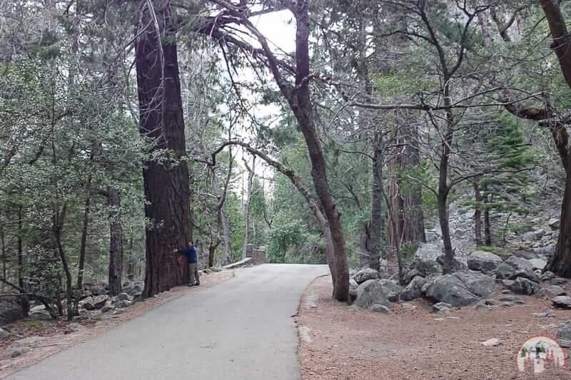 Treehugger im Yosemite Nationalpark