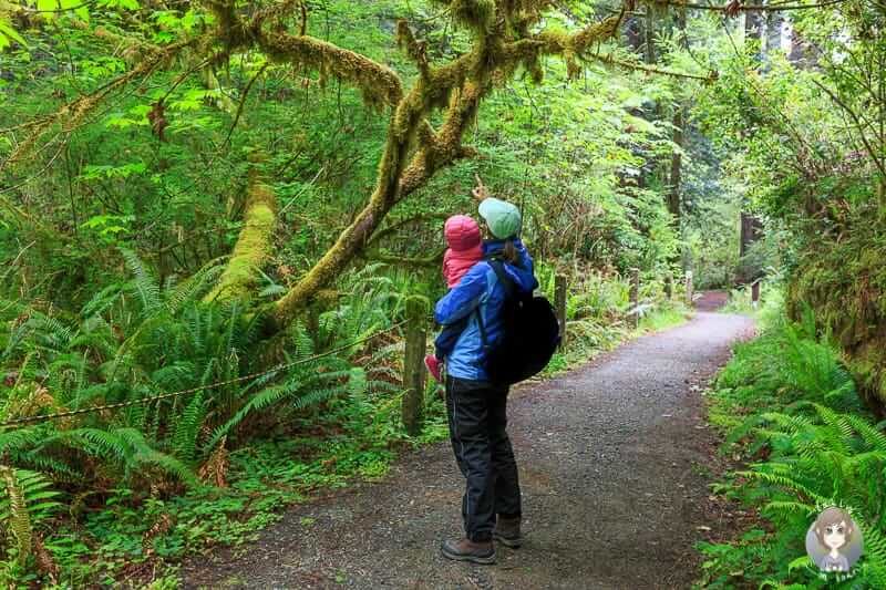 Redwood - Wald erkunden mit Kind