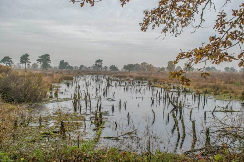 Venner Moor in Niedersachsen eines der Reiseziele in Deutschland