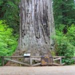 Big Tree Wayside am Newton Drury Parkway