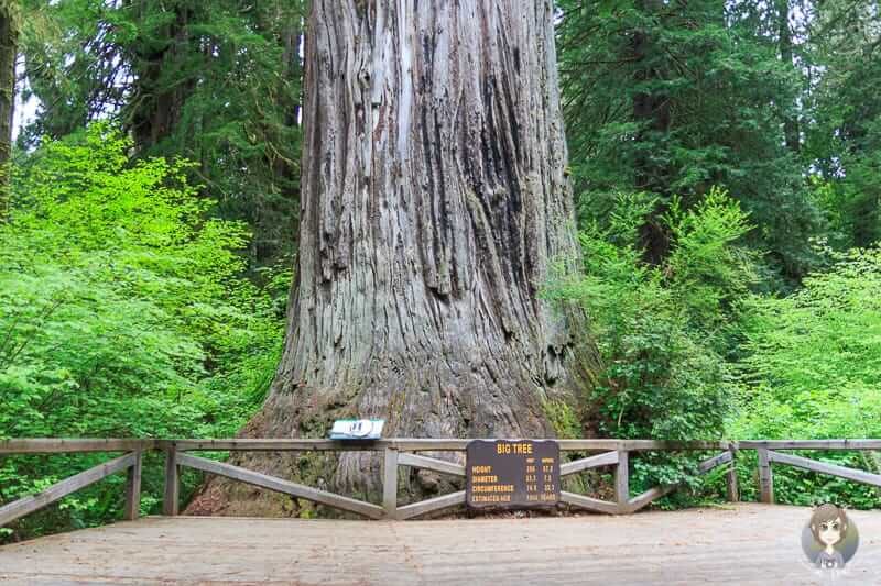 Big Tree Wayside am Newton Drury Parkway