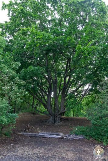 Ein alter Baum auf dem Campingplatz Geversduin in Nordholland