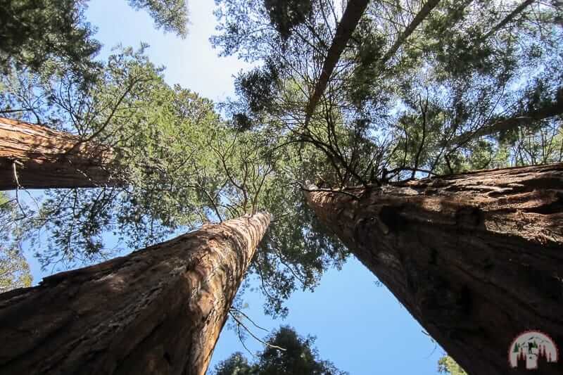 Mammutbaum an der Merced Grove im Yosemite Nationalpark Kalifornien