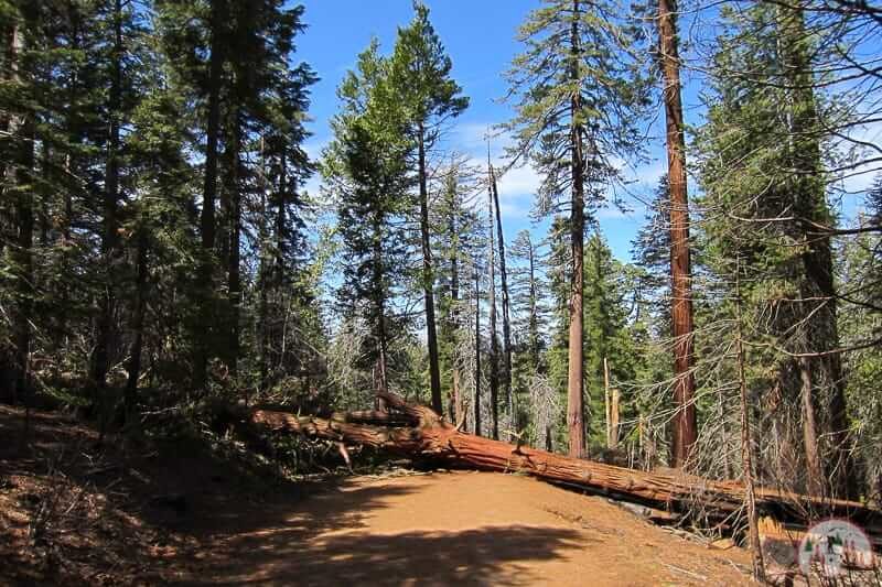 Riesenmammutbäume am Tuolumne Grove im Yosemite Nationalpark Kalifornien