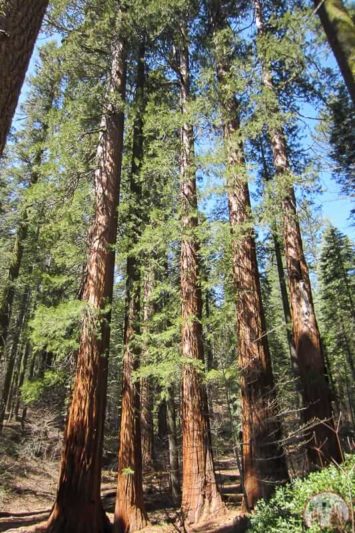 Sequoias im Yosemite Nationalpark in Kalifornien