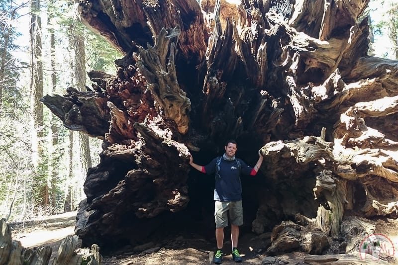 Grössenvergleich am Tuolumne Grove im Yosemite Nationalpark