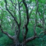 Interessanter Baum auf dem Naturpfad im Urlaub in Nordholland