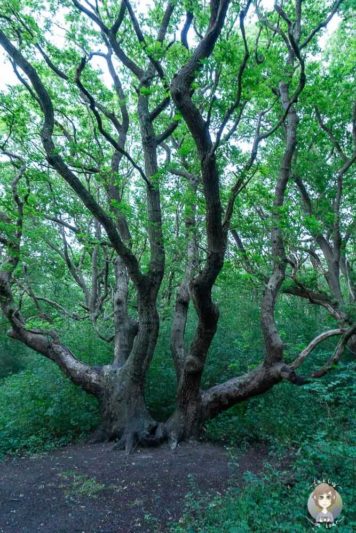 Interessanter Baum auf dem Naturpfad im Urlaub in Nordholland