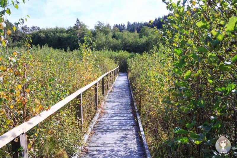 Bohlensteg vom Moorpfad Dahlem