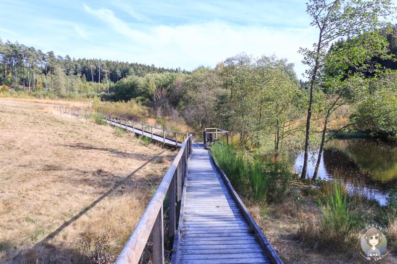 Der Bohlenweg vom Moorpfad Dahlem in der Eifel
