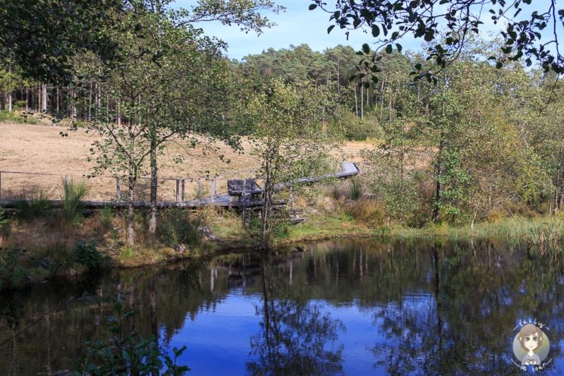 Start vom Moorpfad Dahlem im Hohen Venn Eifel