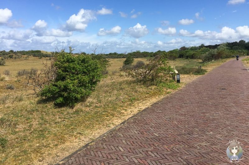 Der Weg durch das Nordholländische Dünenreservat