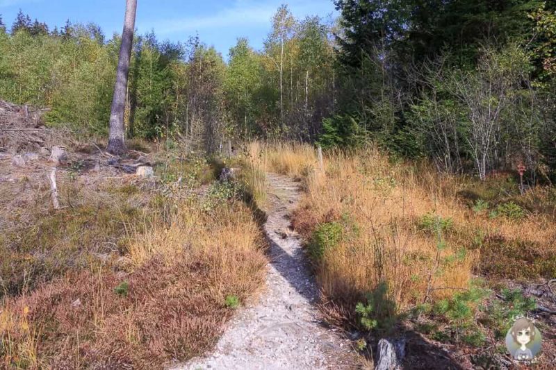 Trampelpfad vom Moorpfad Dahlem in der Eifel
