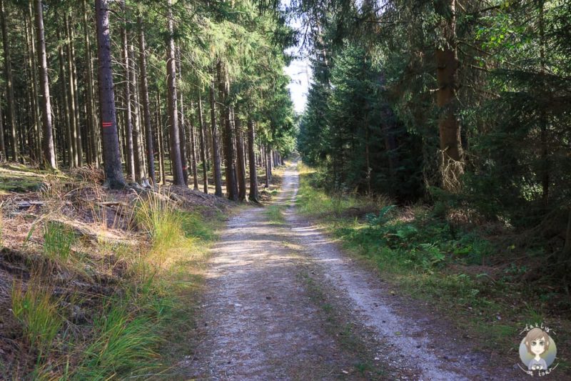 Waldweg vom Moorpfad Dahlem in der Eifel