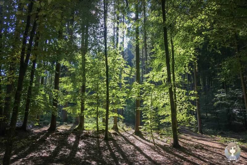 Blick in den Wald bei Irrel mit dem Wohnmobil in der Eifel
