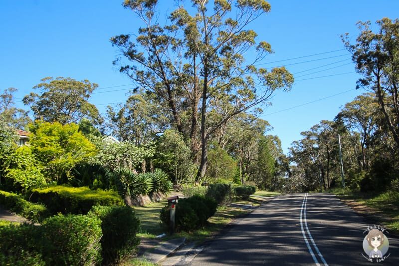 Strasse mit Bäumen der Blue Mountains Drive