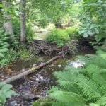 Biberdamm in Oandu im Baltikum mit Kind