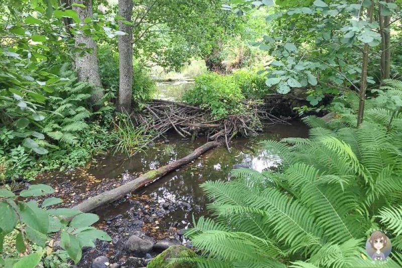 Biberdamm in Oandu im Baltikum mit Kind