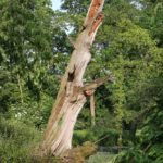 Baum im Schlosspark Paffendorf