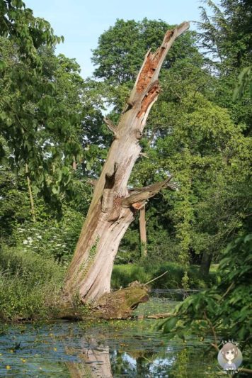 Baum im Schlosspark Paffendorf