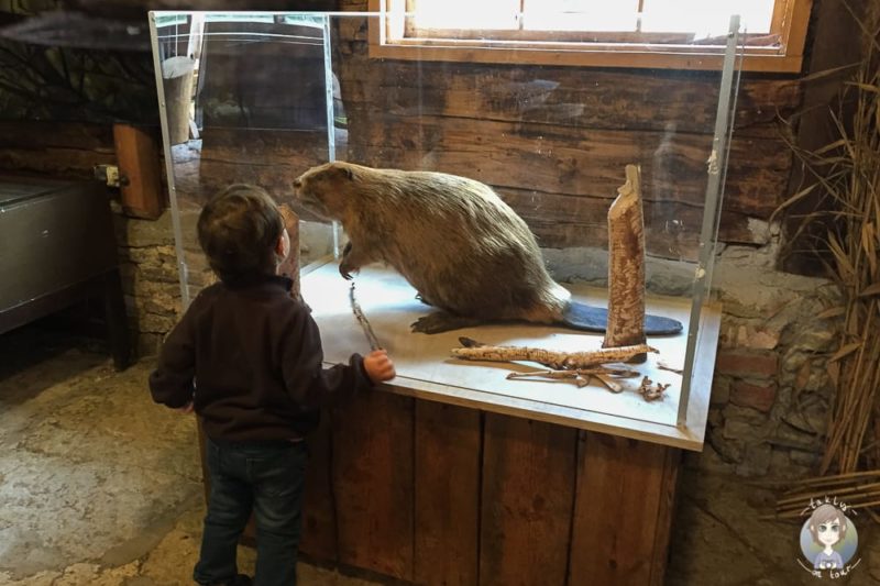 Biber im Oandu Naturecenter im Baltikum mit Kind