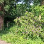 Zahlreiche Blumen im Schlosspark Paffendorf