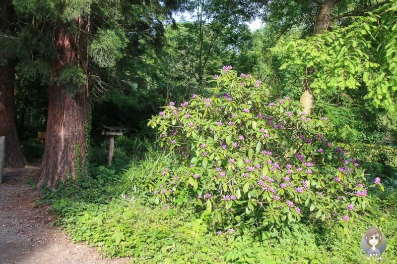 Zahlreiche Blumen im Schlosspark Paffendorf